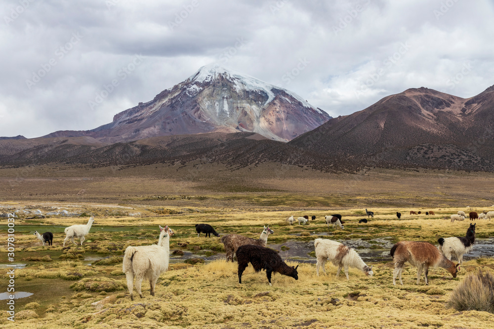 Obraz premium Lamas and alpacas at Sajama National Park in Bolivia