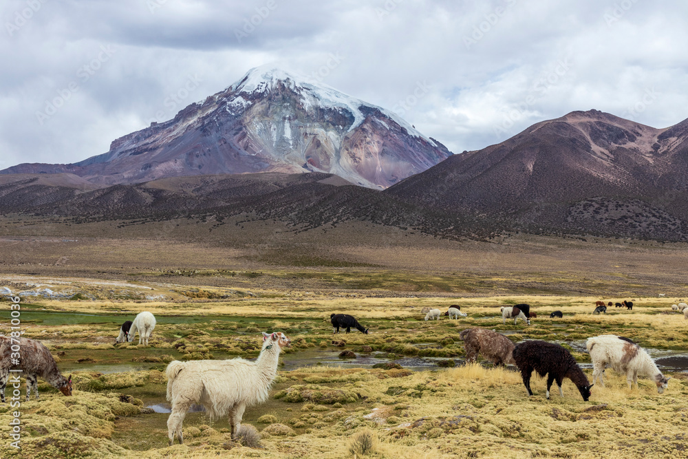Lamas and alpacas at Sajama National Park in Bolivia
