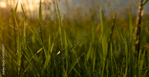 A closeup of blades of grass in a field at sunset, UK