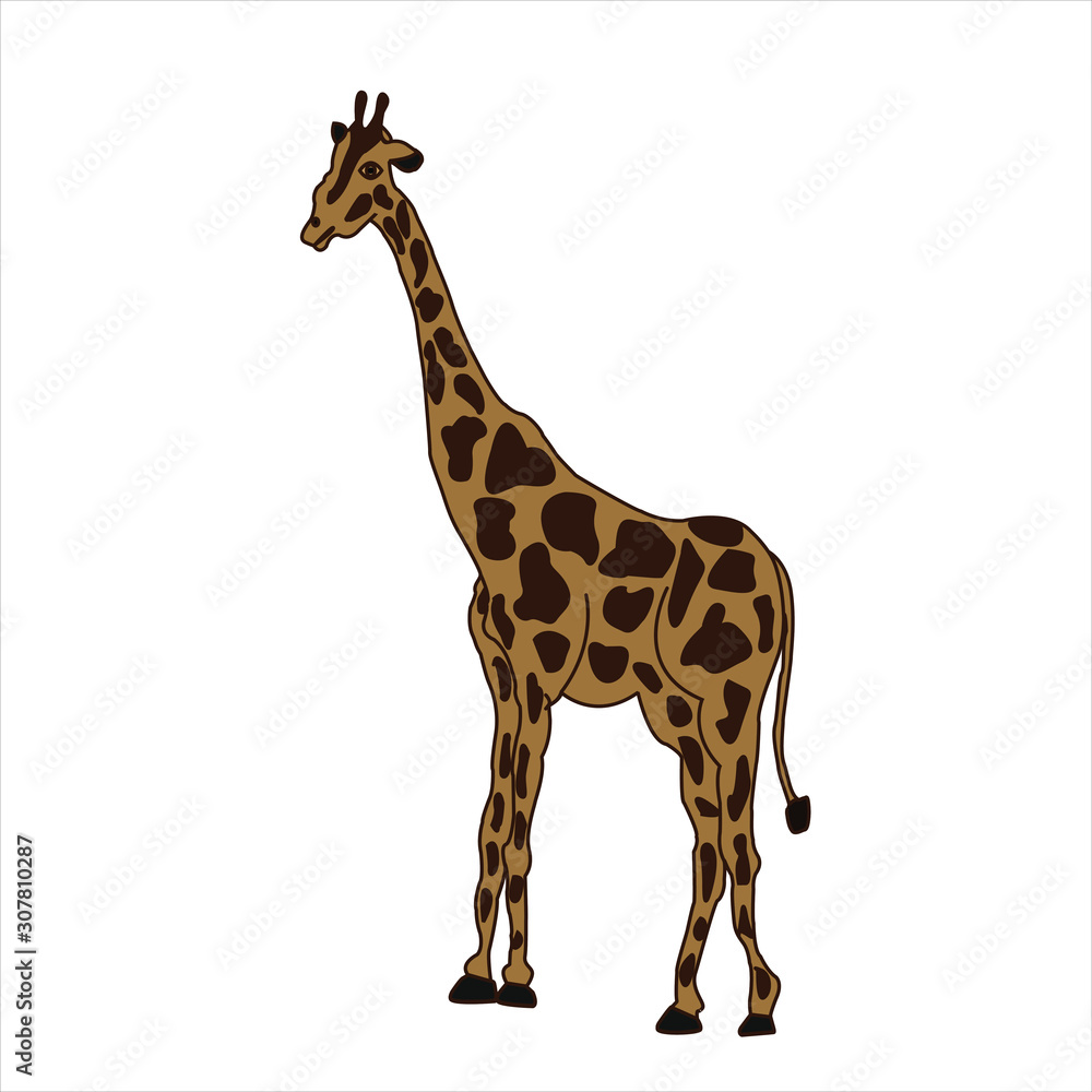 Funny cartoon giraffe on a white background, vector illustration. African animals.