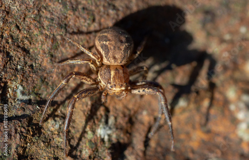 A macro of a small wolf spider on a rock in Sheffield, UK