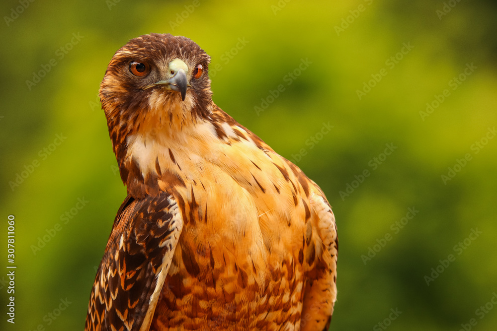 Curious Peregrine Falcon with green background Curious Peregrine Falcon with green background