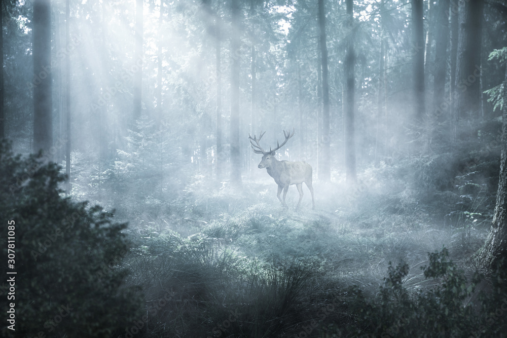 Fototapeta Jeleń w tajemniczym mglistym lesie 