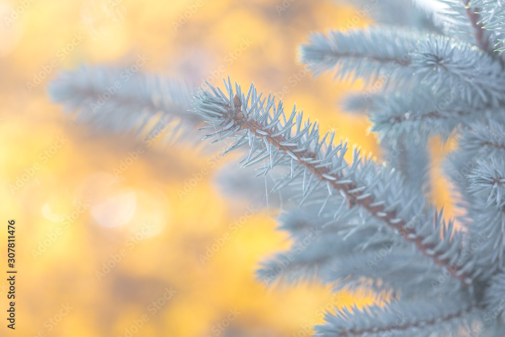 blue spruce branches on blurred background, close view 