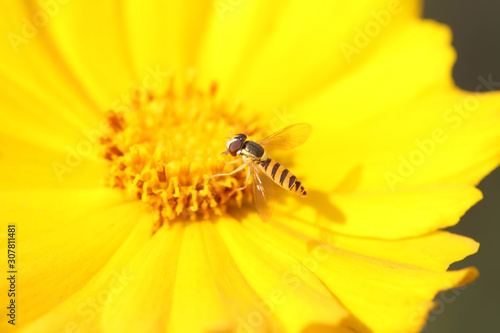 Syrphidae on plant in the wild