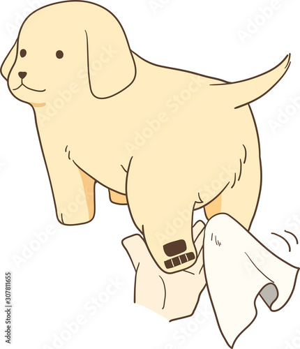 ゴールデンレトリバーの子犬（足拭き）