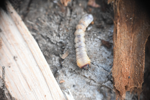 Wood worm make damage. Bark beetle larvae under the bark. Insect pest spoils material