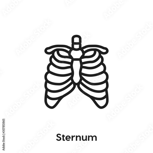 Sternum icon vector. Sternum icon vector symbol illustration. Modern simple vector icon for your design. Sternum icon vector	