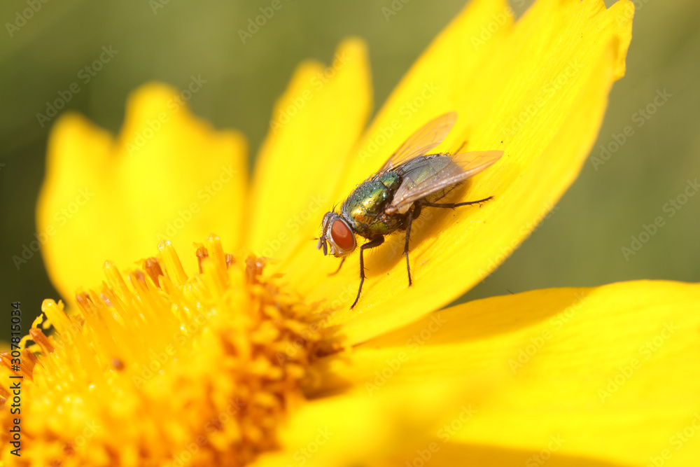 Calliphora vicina Calliphora vicina