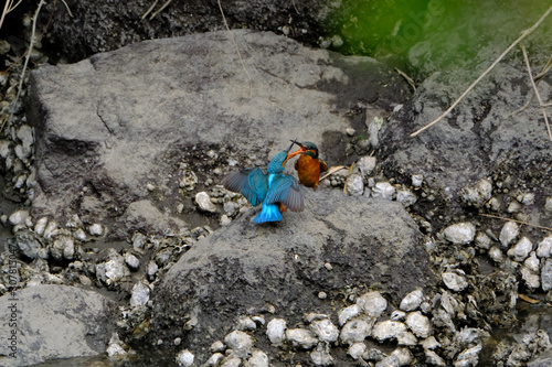 kingfisher in forest