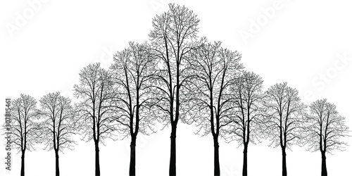 Many trees of different heights. Trees without leaves. Leafless tree trunks with branches without leaves. Trees on a white background. Large plants for decoration. Many branches without leaves.