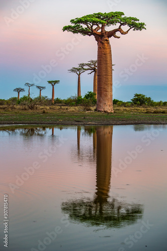 Beautiful Baobab trees at sunset at the avenue of the baobabs in Madagascar © vaclav