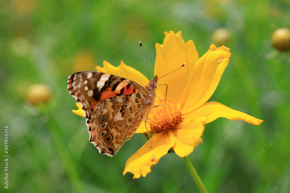 Obraz premium Butterfly