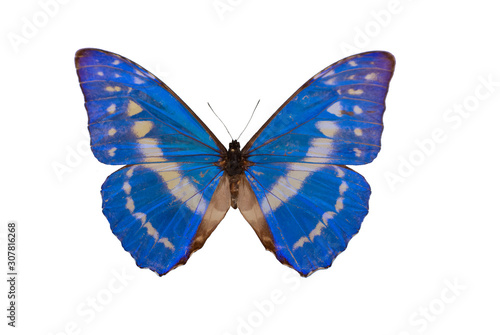 Morpho cypris,Cypris morpho, butterfly cut out with white background © NEKOMURA
