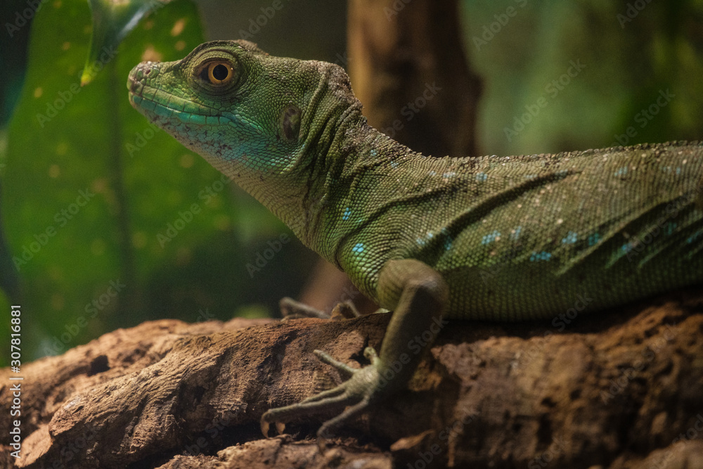 Fototapeta premium The plumed basilisk also called commonly the green basilisk