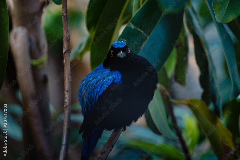 Fototapeta premium Asian Fairy-bluebird on the branches in the jungle.