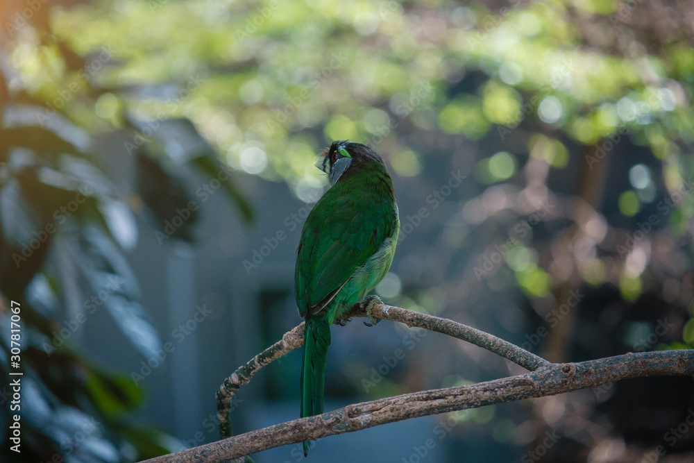 Fototapeta premium the blue-crowned green parrot sitting on branch .