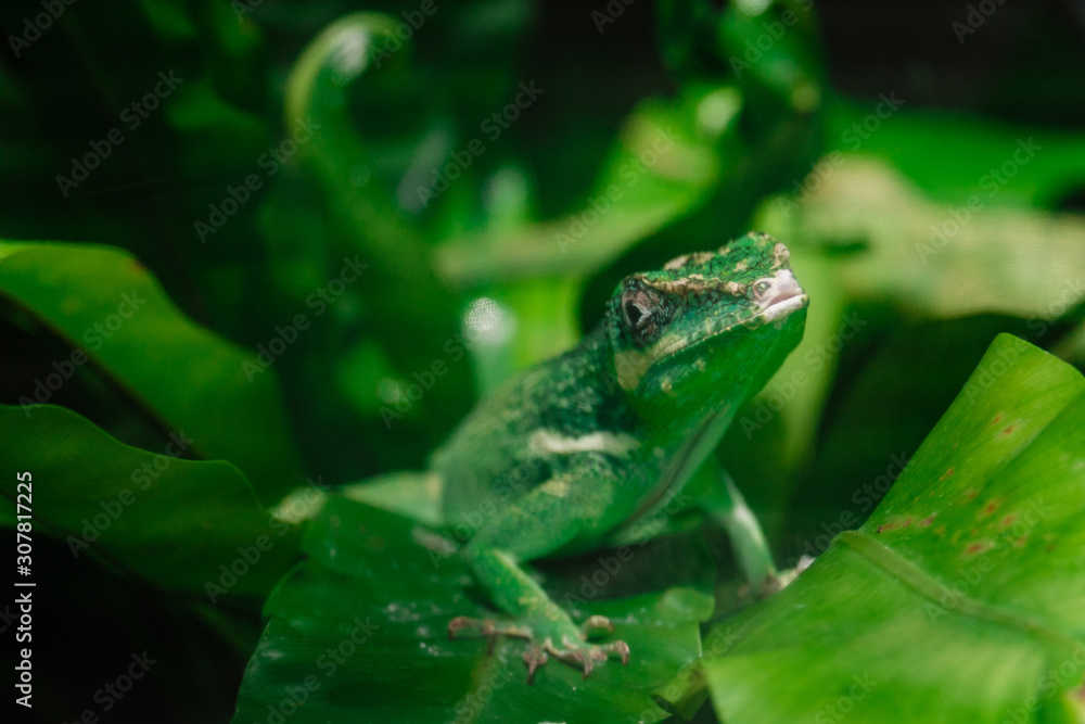 Fototapeta premium Little green chameleon on a palm leaf