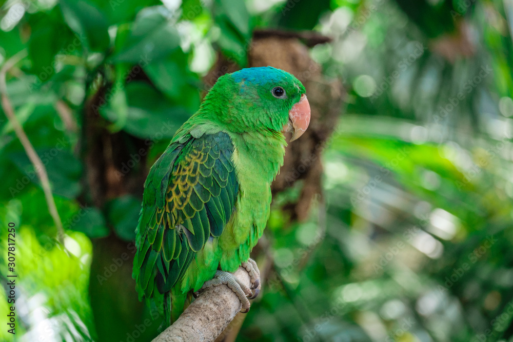 Fototapeta premium the blue-crowned green parrot sitting on branch .