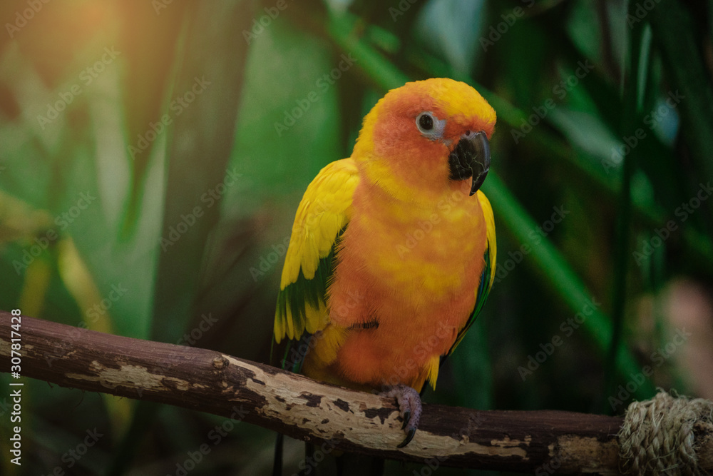 Obraz premium Tropical yellow bird in the Green Planet Dubai