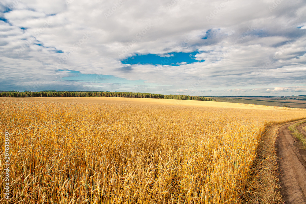 Golden wheat field under a blue sky with clouds and forest in the background.