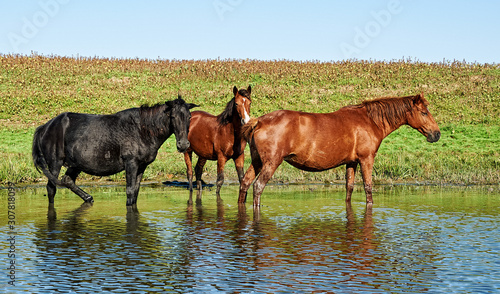 Several horses graze by the river