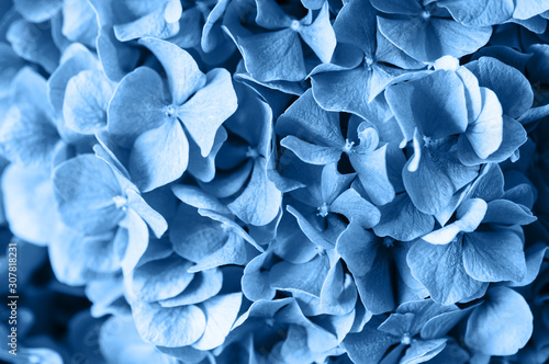 Blue leaves background in trendy color of the year 2020