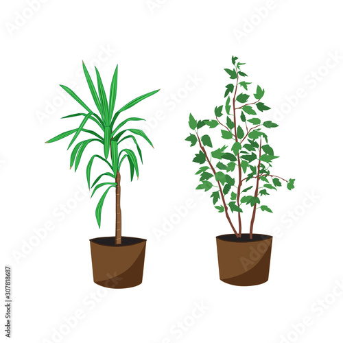 Vector silhouettes of two potted houseplants with leaves, Yucca palm and ficus green and brown isolated on white background
