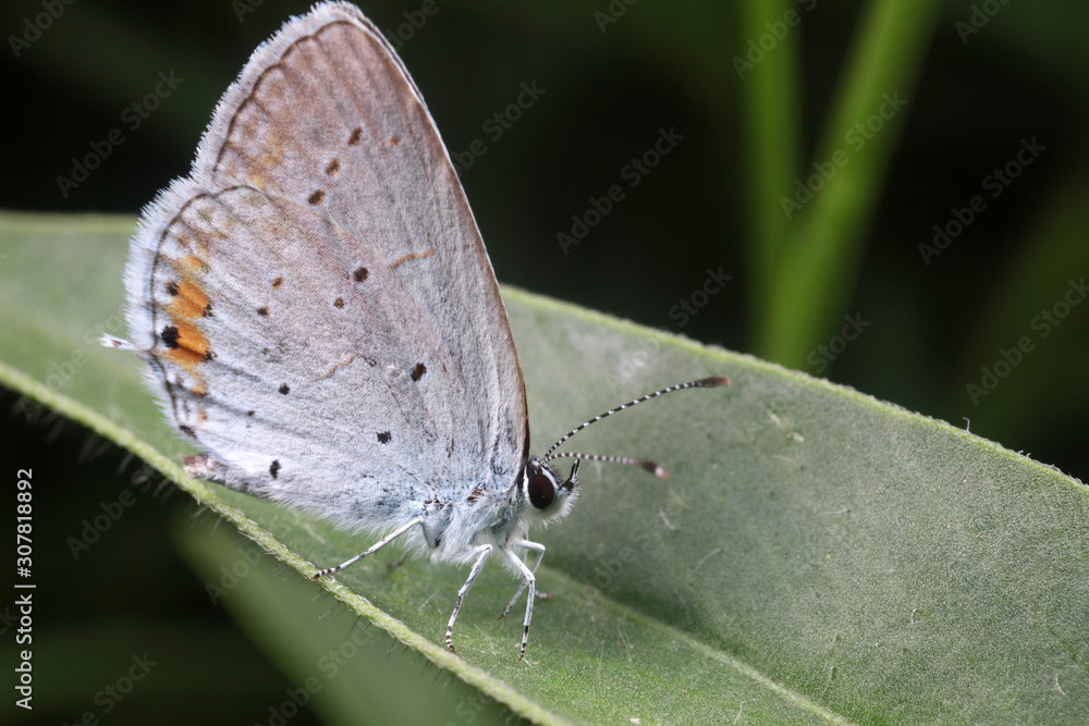 Obraz premium Ash Butterfly