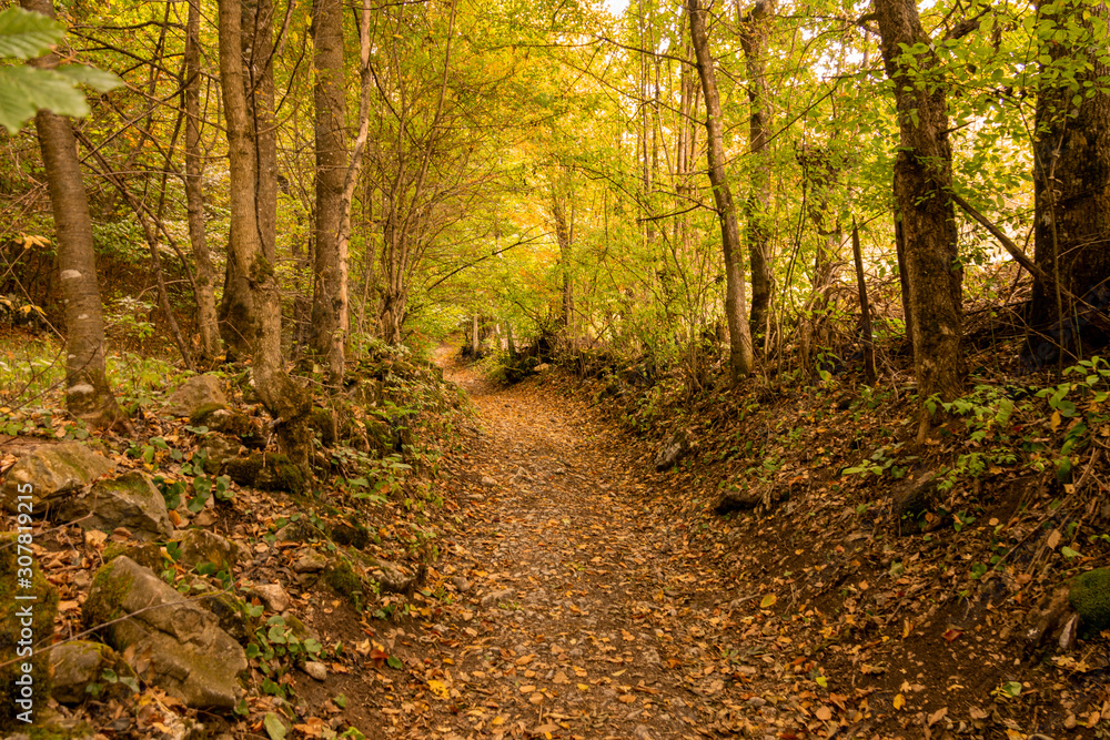 Autumn forest scenery with path and trees. Autumn forest scenery with path and trees.