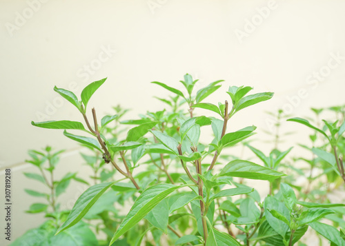 Sweet basil herb plant in the backyard