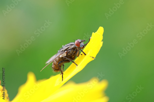 Tachinidae insect © zhang yongxin