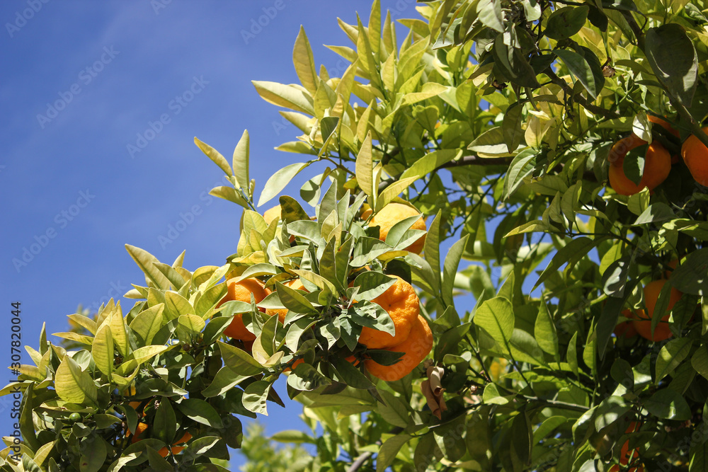 Orange tree fresh harvest time on a sunny blue sky day outdoors. Organic healthy freshness juice fruits detailed close up.