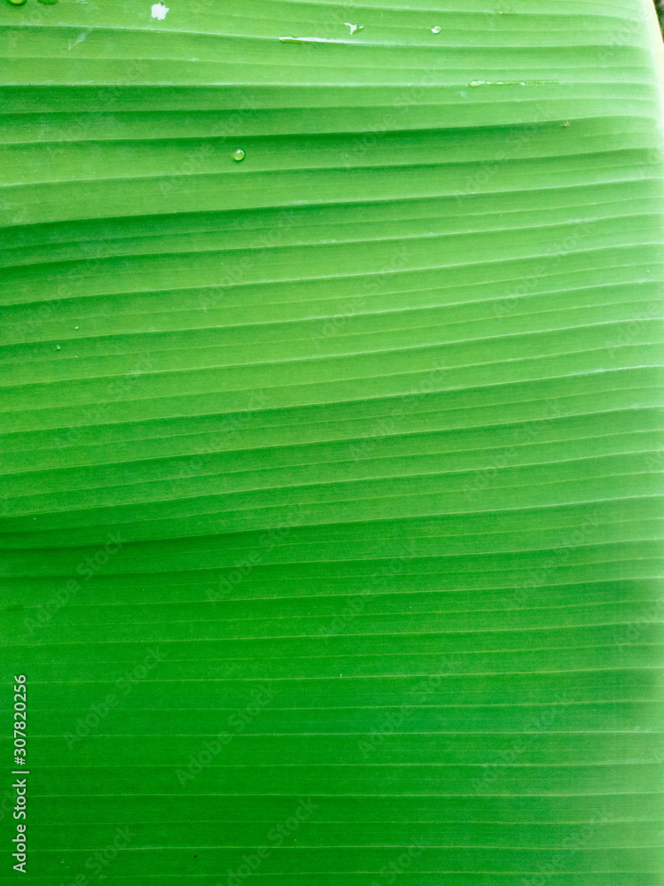 Background of Banana Leaf texture. Background of Banana Leaf texture.