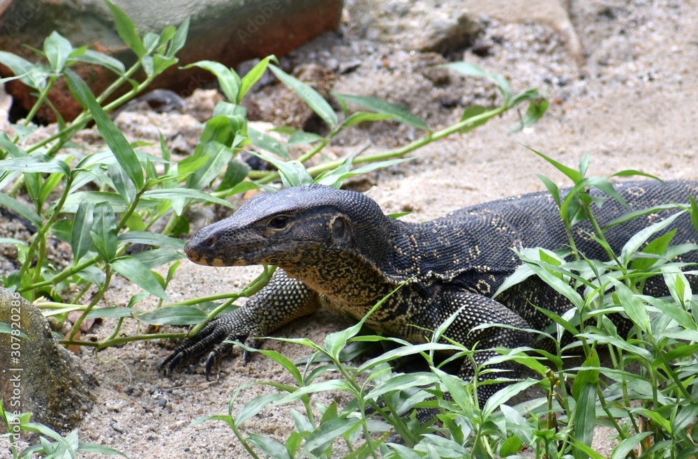 Naklejka premium Large monitor lizard on the bank of a river