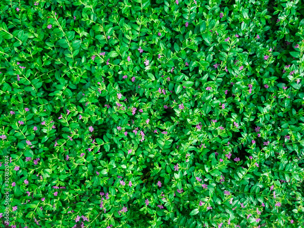 False Heather or Elfin Herb flower in garden. False Heather or Elfin Herb flower in garden.