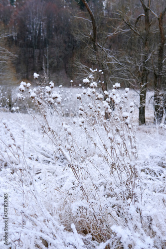 Frost on dry grass in the early frosty cloudy morning.