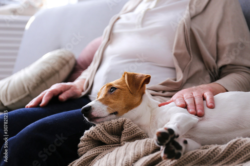 Emotional support animal concept. Portrait of elderly woman with jack russell terrier dog. Old lady and her pet sittinng on grey textile sofa. Close up, copy space, background. © Evrymmnt