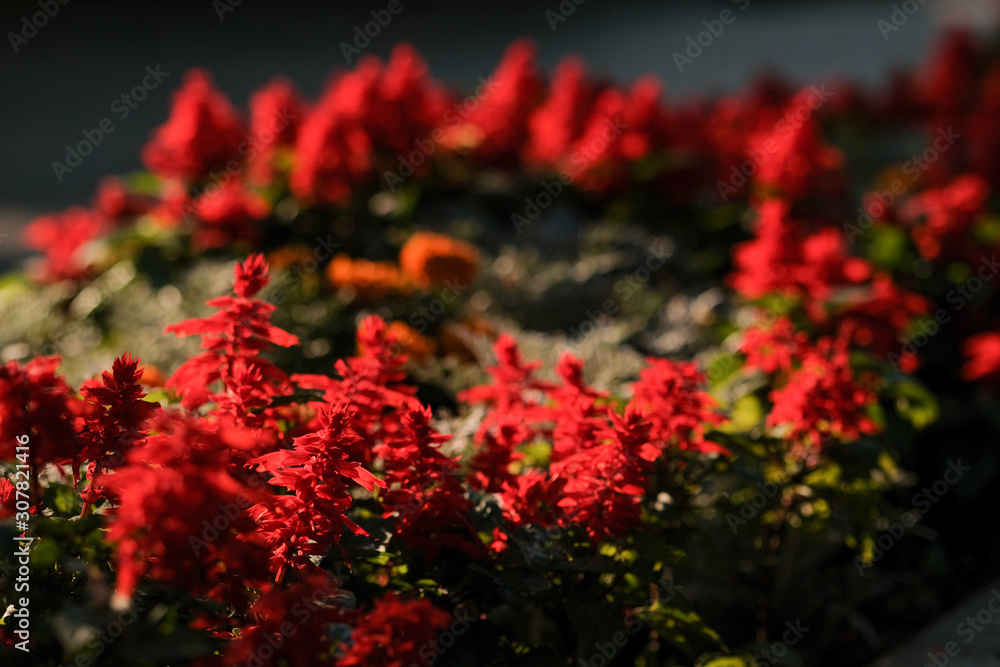 beautiful red flowers in the flowerbed on a sunny day. 
