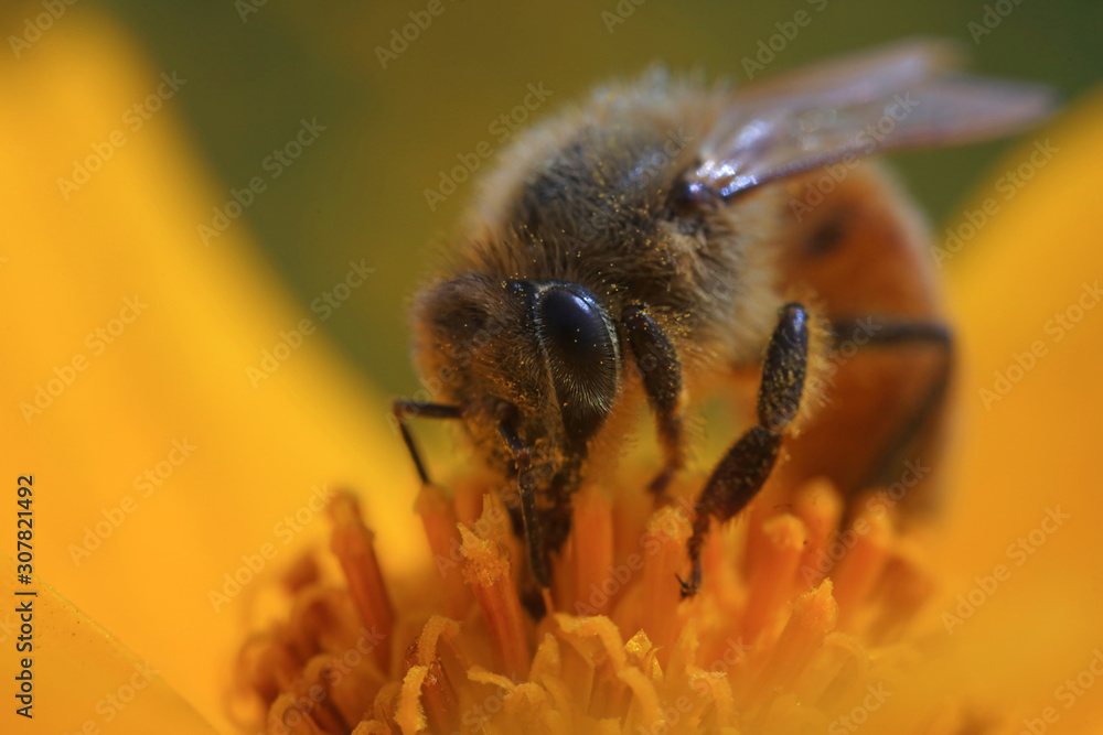 honeybee honeybee