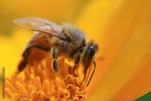 honeybee © zhang yongxin
