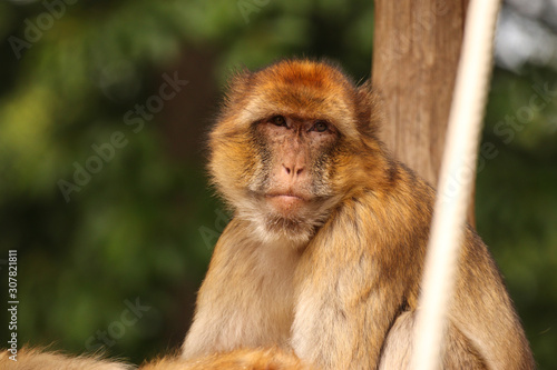 Beautiful portrait of a Barbary macaque (also known as Barbary ape or Magot) in a wildlife park photo