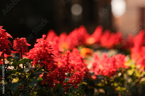 beautiful red flowers in the flowerbed on a sunny day.  © Oleg Samoylov