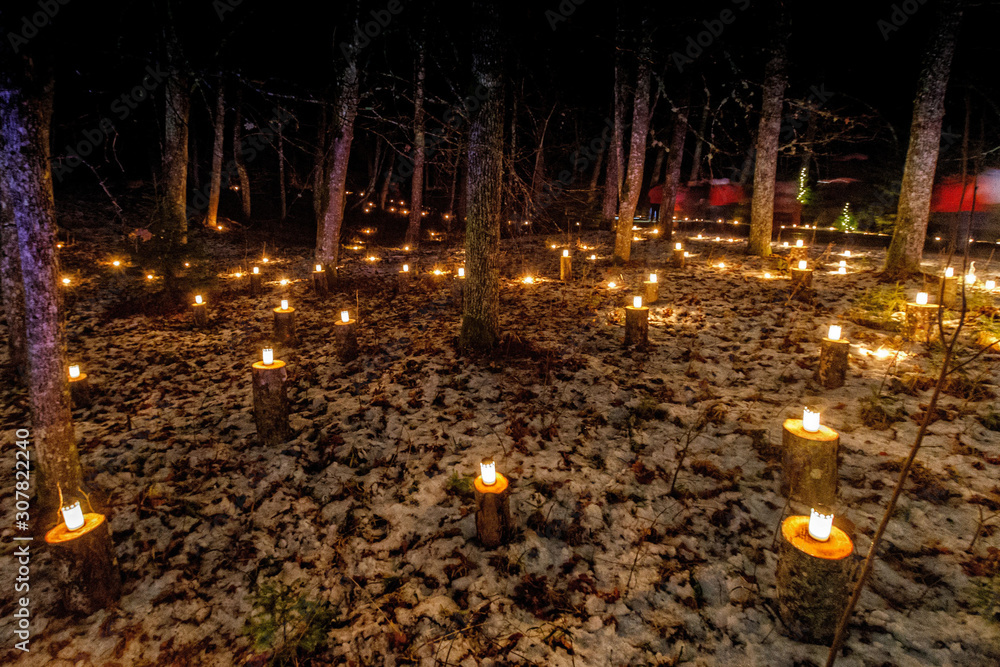 Celebration in the forest, fireworks, fireworks Celebration in the forest, fireworks, fireworks