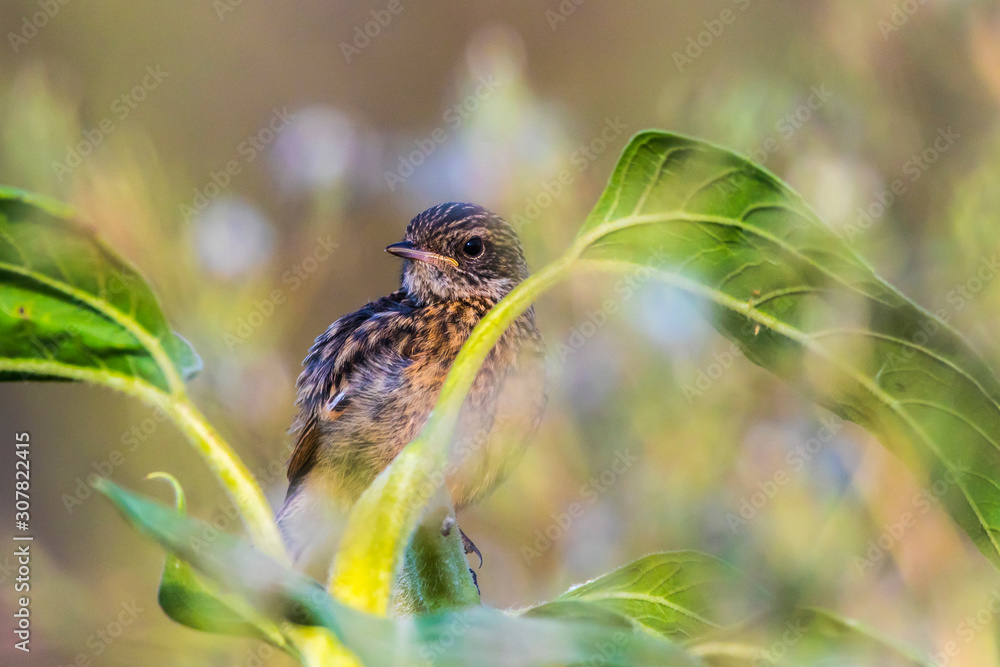 European stonechat (Saxicola torquatus)