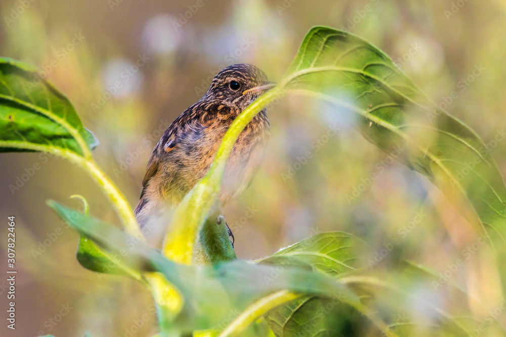 European stonechat (Saxicola torquatus)