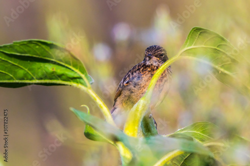 European stonechat (Saxicola torquatus)