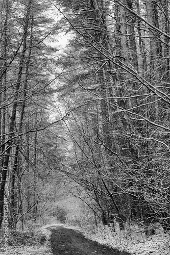 ..Winter landscape with a snowy forest and a firebox through the forest. Black and white version.