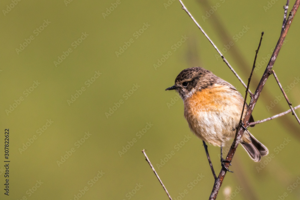 European stonechat (Saxicola torquatus)