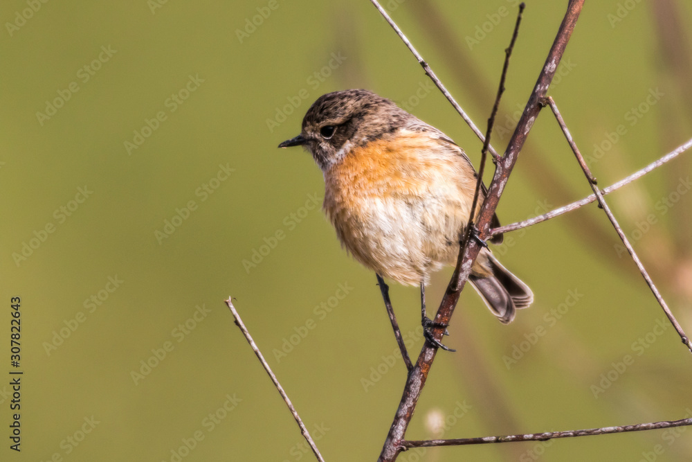 European stonechat (Saxicola torquatus)